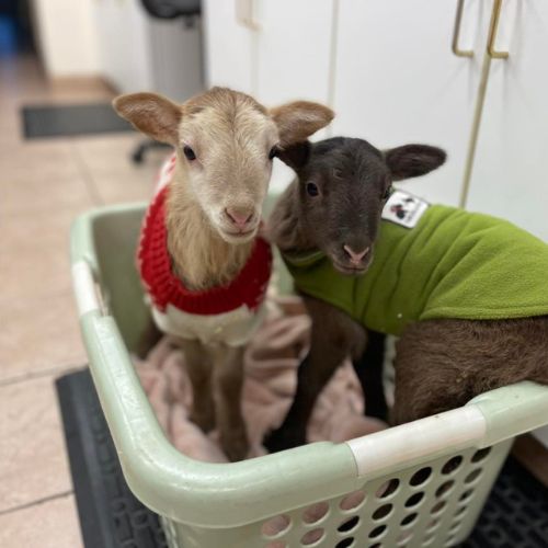 Goats in a basket