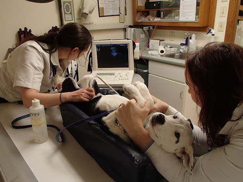 Claremont Animal Hospital ultrasound room