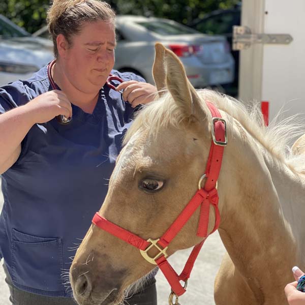 Claremont Animal Hospital team with a horse