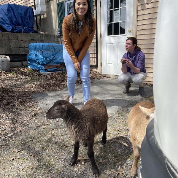 Claremont Animal Hospital team examining goats
