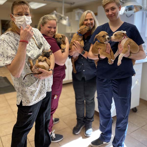 Claremont Animal Hospital team with puppies