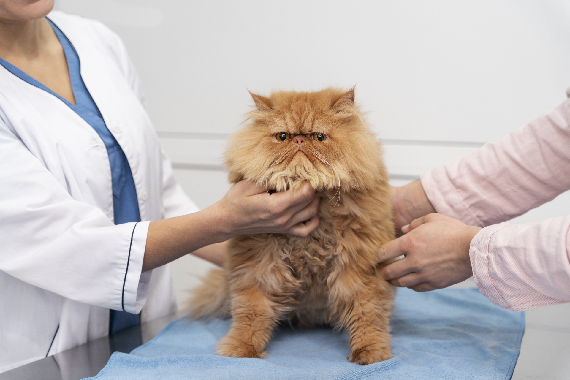 Claremont NH Veterinary Services Claremont Animal Hospital