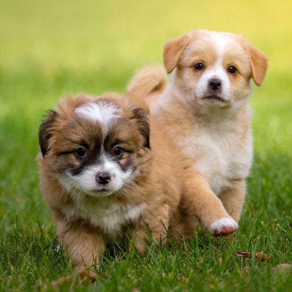 puppies on grass