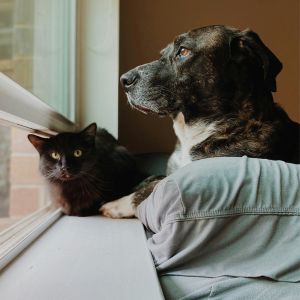 vets examining x-ray of a dog