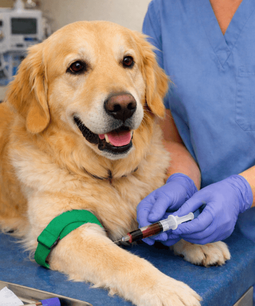 bloodwork